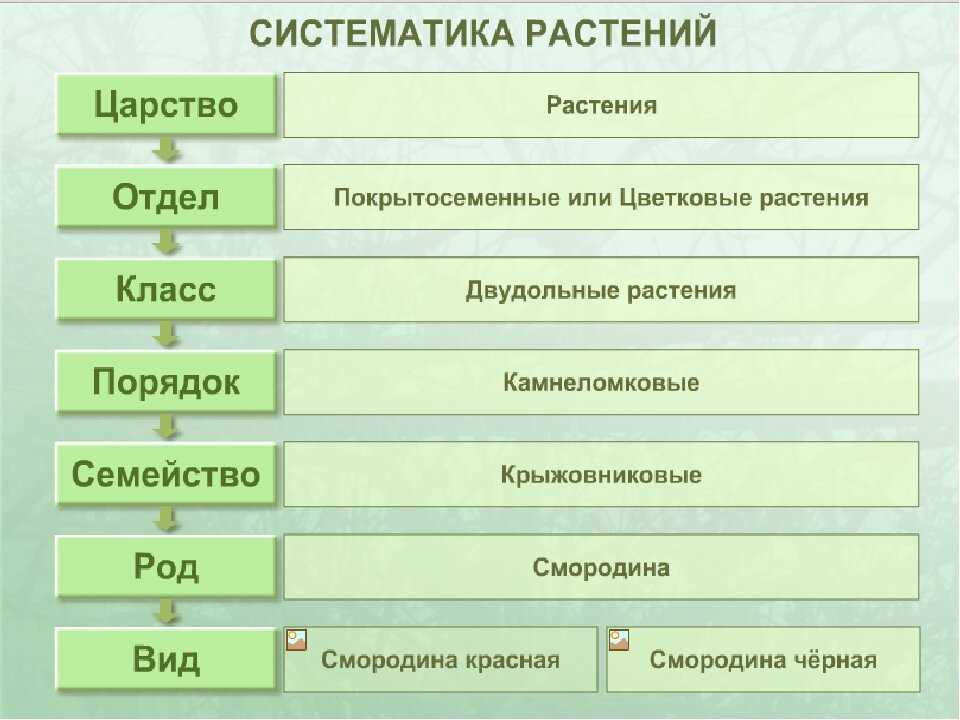 Использование земельного участка: разрешенные виды